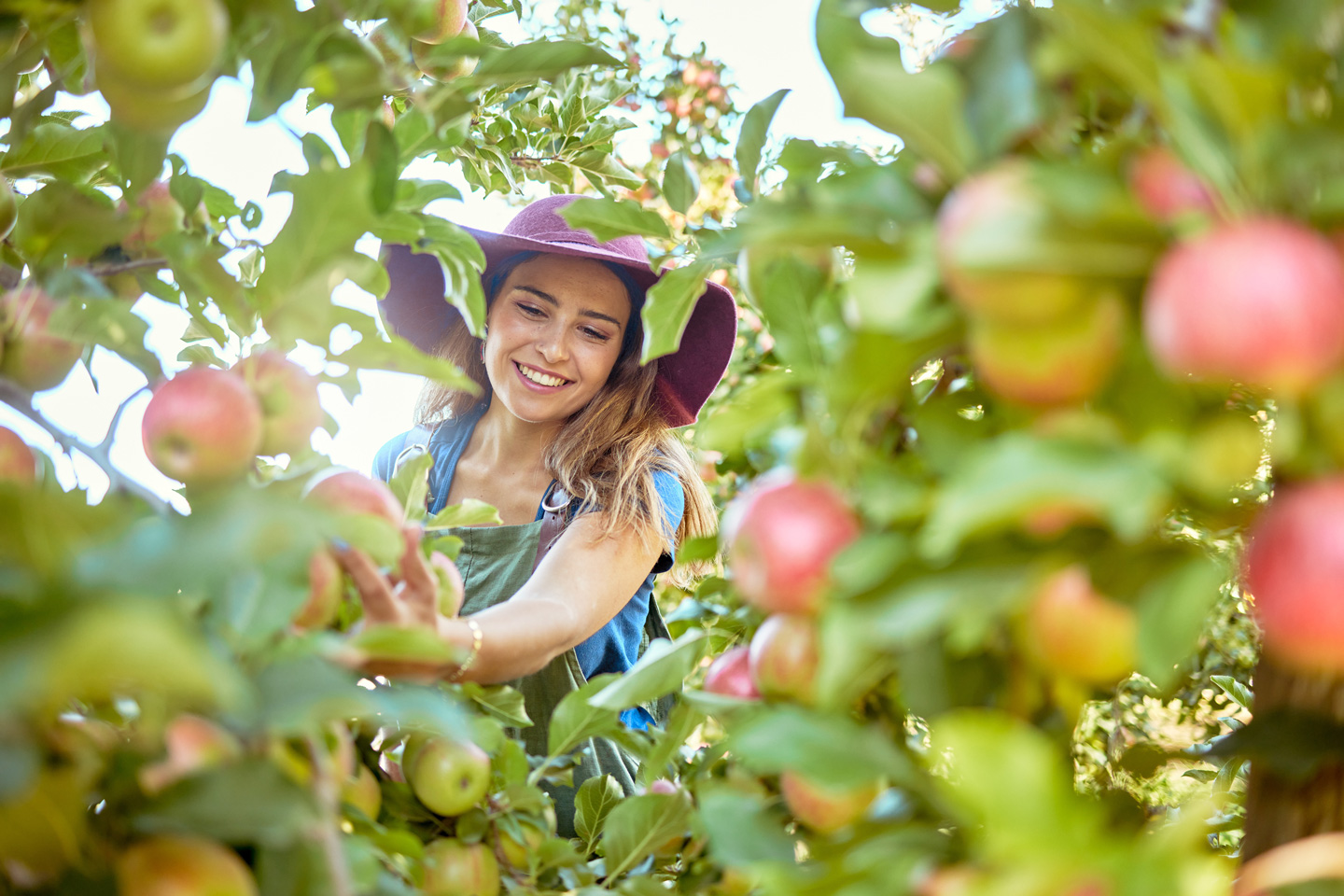 Woman picking fruit